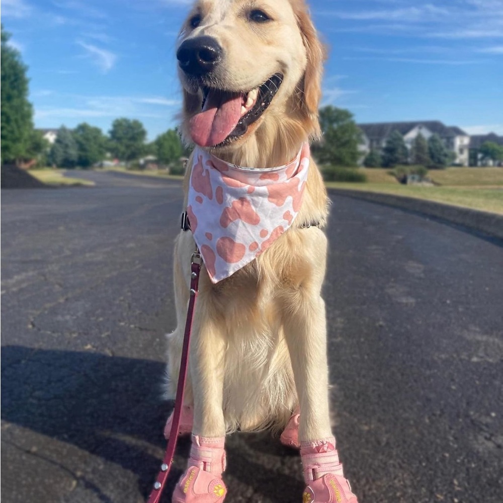 Dog shoes
